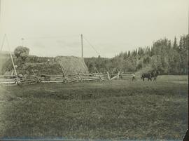 Stacking hay at Pioneer Ranch in the Bulkley Valley