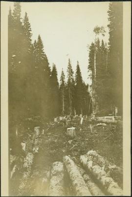 Clearing Forest for Grand Trunk Pacific Railway