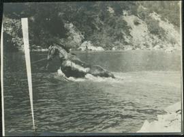 Towing Horse in Grand Canyon, Fraser River 