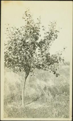 Jean's Apple Tree