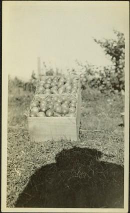 Box of Pears Belonging to Jean