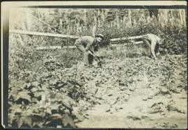 H.F. Glassey Picking Turnips