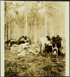 Man with Horses and Dog in Camp