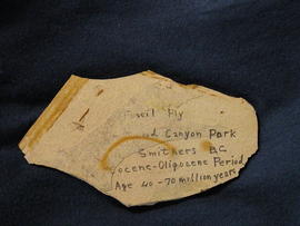 Fossil fly from Driftwood Canyon Park in sandstone with inscription