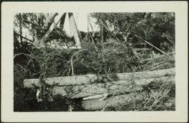 Felled Trees in Forest