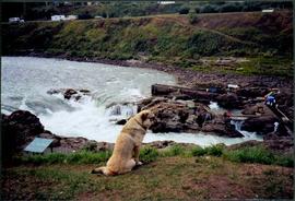 Dog by Traditional Fishing Territory at Bulkley River Waterfall