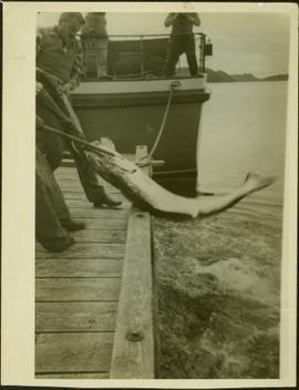 James Joseph Claxton and an unidentified man peughing a large fish onto a dock