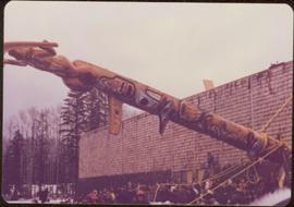 Crowd watches a great totem pole being raised in front of a public building, Aiyansh, BC