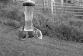 Hummingbird at hummingbird feeder