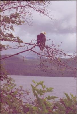 Bald eagle perched on branch above a body of water at Skidegate, BC