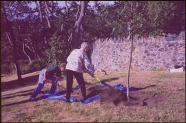 Iona Campagnolo and an unidentified woman shoveling dirt over the roots of a tree