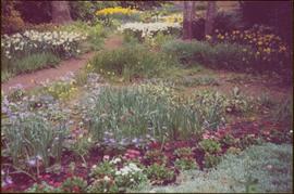 Yellow and white daffodils, purple daisies, blue bells, and chrysanthemums in Terrace Gardens