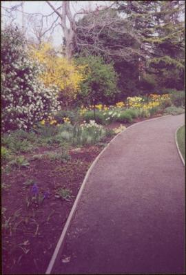 Flowering tree, forsythia, tulips, and lilacs lining path in Terrace Gardens