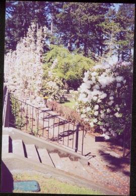 Stairs down to flowering cherry trees and a flowering rhododendron in Terrace Gardens