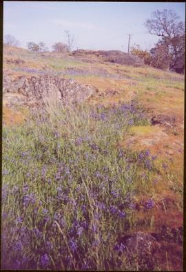Stretches of blue flowers amidst mossy rocks, power lines in background