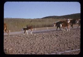 Cattle on road in Lejac, BC