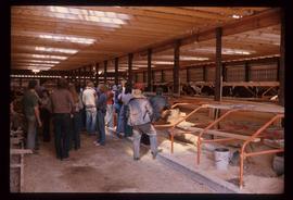 Dairy Farm - Barn Interior