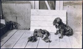 Spaniel dog and litter of puppies