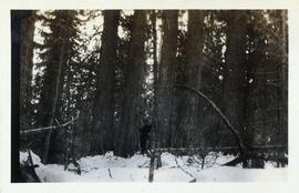 Man surrounded by old-growth forest