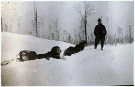 Dogsled team resting in the snow with musher standing nearby