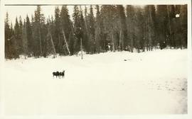 Two moose walking across the snow