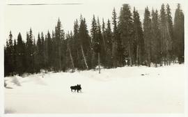Two moose running across a snow-covered expanse