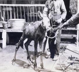 Two men holding a young moose