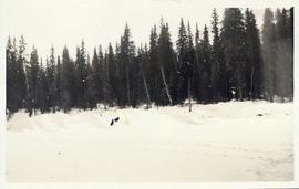 Two moose running up a snow bank