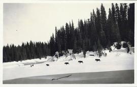 Six moose running across a snow-covered field