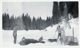 Two men standing over a dead moose