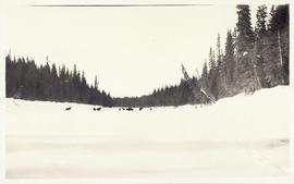 Gathering of ten moose in a snow-covered clearing