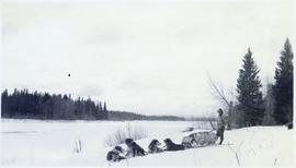 Dogsled team resting in the snow