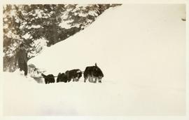 Dogsled team dragging loaded sled through the snow