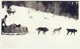 Dogsled team dragging loaded sled through the snow with musher