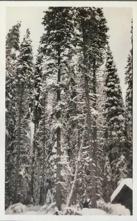 Several large snow-covered trees