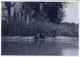 A moose lying on a river bank