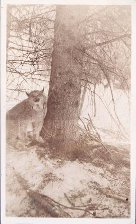 Lynx next to a tree