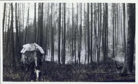 Pack horse standing in a smoky clearing