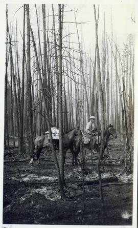 Man astride a horse with packhorse beside standing in a bare forest