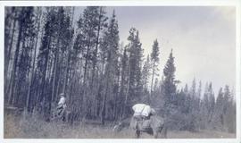 Man riding a horse into the forest with pack horse following behind