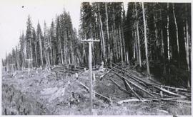 Powerline through forest with fallen logs and man on hillside