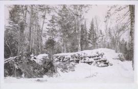 Several snow-covered logs