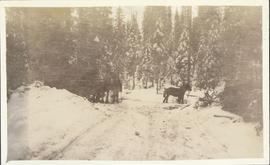 Horse team on a snow-covered path through forest