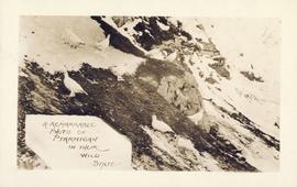 Postcard image of Ptarmigan