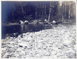 Several horses being led across a river