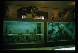 Dawson Creek - Station Museum - Wildlife Exhibits