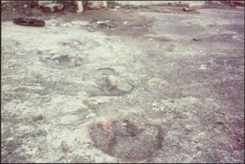 Dinosaur footprints on site of W.A.C. Bennett Dam
