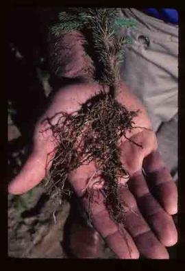 Reforestation - Showing root growth of seedling