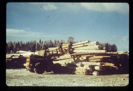 Upper Fraser Sawmill - General - Debarked logs in logyard
