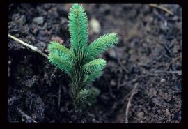 Reforestation - Planting - Seedling